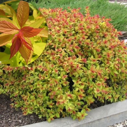 Spiraea japonica 'Fire Light' - Jaapani enelas 'Fire Light' C1,3/1,3L